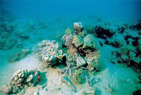 Bild1 ein Foto von zerstörten Korallen 1.2 Die Verbreitung der Riffe Korallen können erst ab einer Temperatur von 20 C zu leben kommen.