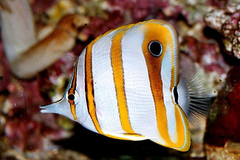 Bild4 Hier ein Kupferstreifen-Pinzettfisch, der zur Familie der Falterfische gehört und oft im dichten Korallenbewuchs zu finden ist. 1.