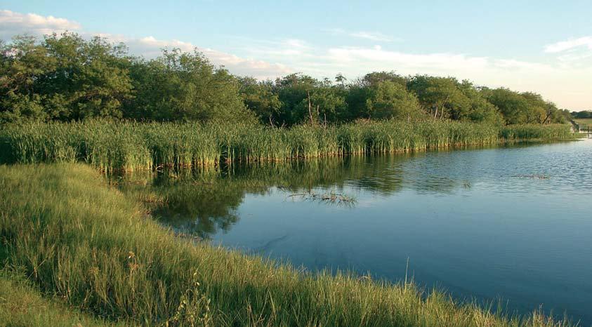 Die Pantanal-Plattschildkröte erobert den Dornbuschtrockenwald Abb.
