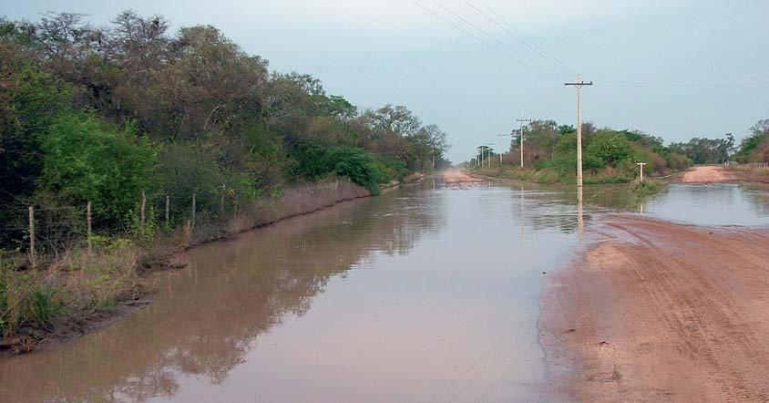 Die Pantanal-Plattschildkröte erobert den Dornbuschtrockenwald wenn die Straßengräben einige Tage bis wenige Wochen nach dem Regen wieder trockenfallen.