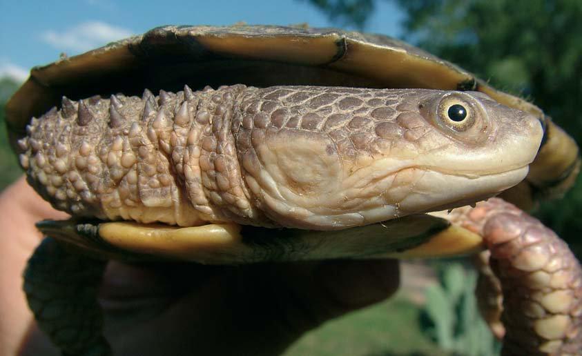 Die Pantanal-Plattschildkröte erobert den Dornbuschtrockenwald Abb.