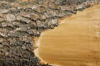 FARBEN UND SCHUTZ FÜR INNEN HARTWACHS-ÖL EFFEKT NATURAL Speziell auf helle, heimische Holzfußböden abgestimmt für eine Oberfläche ohne Dauernasseffekt!