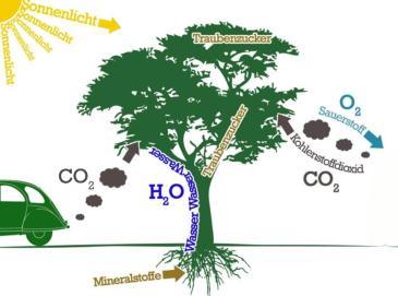 Folie 24 Photosynthese Wieso ist das Bäumepflanzen so wichtig? Weil die Bäume das CO2, das wir ausstoßen, aufnehmen. Sie speichern das C, also den Kohlenstoff, im Holz, und geben Sauerstoff ab.
