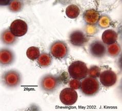 Haematococcus pluvialis http://www.