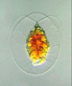 de/bilder/haematococcus_pluvialis-makrofoto.