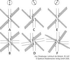 1: Der Basalapparat von Spermatozopsis similis dvf: distale Verbindungsfibrille, S-II-F: System-II-Fibrille, St: