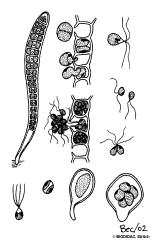 Klasse Ulvophyceae Codiolales (= Ulotrichales) (90/10) Benannt nach dem Codiolum-Stadium, einer keulenförmigen