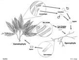 (Haplont), Xylan (Diplont) und Cellulose Bryopsis Bryopsis http://www.reefland.