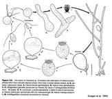 Klasse Bryopsidophyceae Bryopsidales Derbesia (Diplont) mit Halicystis (Haplont) Diplont ist dicaryotisch, Karyogamie erst kurz vor der
