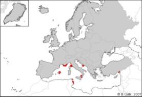 Klasse Bryopsidophyceae Halimedales Caulerpa taxifolia "Killeralge" "Algenkrieg im Mittelmeer"
