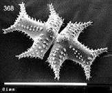 Abteilung Streptophyta Klasse Zygnematophyceae (= Konjugatae ) 4000-6000 Arten in 50 Gattungen fast nur im Süßwasser Zygoten (Hypnozygoten) seit dem Karbon (vor 300 Mio Jahre) besonders Einzeller,