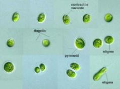 Klasse Chlorophyceae 2650 Arten in 355 Gattungen Meist im Süßwasser, einzelne marin oder terrestrisch Einzeller, Kolonien, Fäden, Thalli, auch sipholale Organisation Wand: Glycoproteine bei