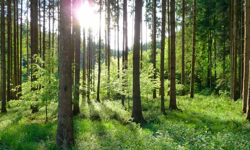 PFLEGE UND BEWIRTSCHAFTUNG DES WALDES IN EINER HAND Im Ostalbkreis ist der Geschäftsbereich Wald und Forstwirtschaft im Landratsamt Ihr kompetenter Ansprechpartner für alle Fragen rund um den Wald.