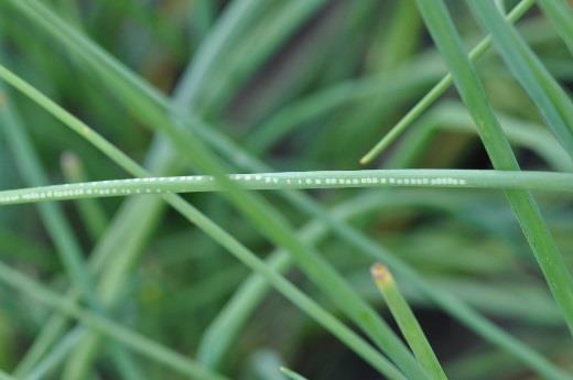Gemüsebau Info Pflanzenschutzmitteilung Foto 4: Perlschnurartig aneinandergereihte Saugpunkte der Lauchminierfliege (Napomyza gymnostoma) an einer SchnittlauchRöhre (Foto: R. Total, Agroscope).