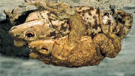 Die Erdkröte scheidet wie alle Kröten aus den Drüsen ihrer warzigen Haut starke Bitterstoffe aus, die sie vor möglichen Fressfeinden wie Ringelnatter