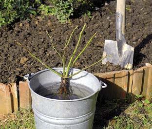 2 GARTENPRAXIS >PRAXIS Ein guter Start: die optimale Pflanzung Heißen Sie den Rosen-Neuankömmling in Ihrem Garten willkommen, indem Sie seine Wurzeln sorgfältig in den Boden betten.