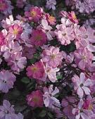 sunde Sorte, re - genfeste Blüten als kleinere oder größere Gruppe im Beet, auch als Kleinstrauchrose und für Hecken verwendbar Lavender Dream Illsink/Interplant (NL) 1985 ADR-Rose 1987