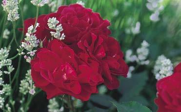 1 PLANUNG Die Welt der Rosen Keine andere Pflanze hat im Lauf ihrer Gartengeschichte so viel Interesse auf sich ziehen können wie die Rose.