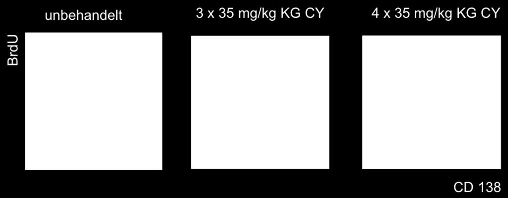 Dargestellt ist das Plasmazellkompartiment der Milz mit einer durchflusszytometrischen Darstellung der Oberflächenexpression von CD138