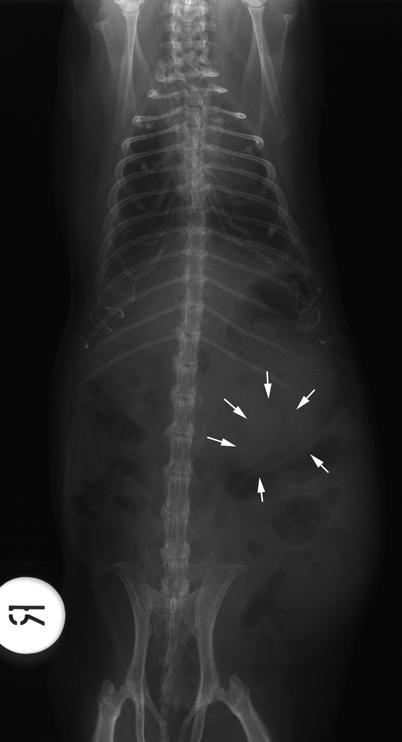 schwarzen Pfeile markieren den Organschatten Röntgenbild 63,