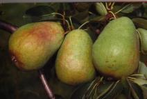 x ananassa bezeichnet Die Entwicklung des Obstbaus Der Obstbau gehört zu den ältesten Kulturverfahren 1400 v.