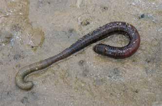 Der Watt-Wurm Den Watt-Wurm kann man im Watt finden. Er lebt nahe am Ufer. Dort saugt er sich eine Röhre in den Sand.
