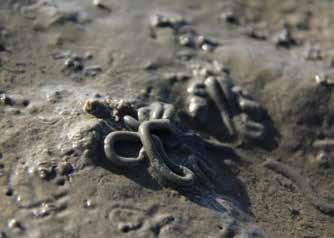 Foto: Martin Stock So kann man den Watt-Wurm finden: Auf dem Meeres-Boden kann man kleine Haufen sehen. Sie sind vom Watt-Wurm.