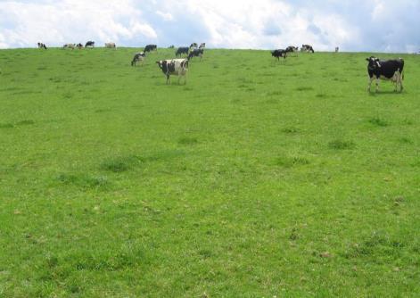 Keine Zufütterung bei ausreichenden Graszuwachs!