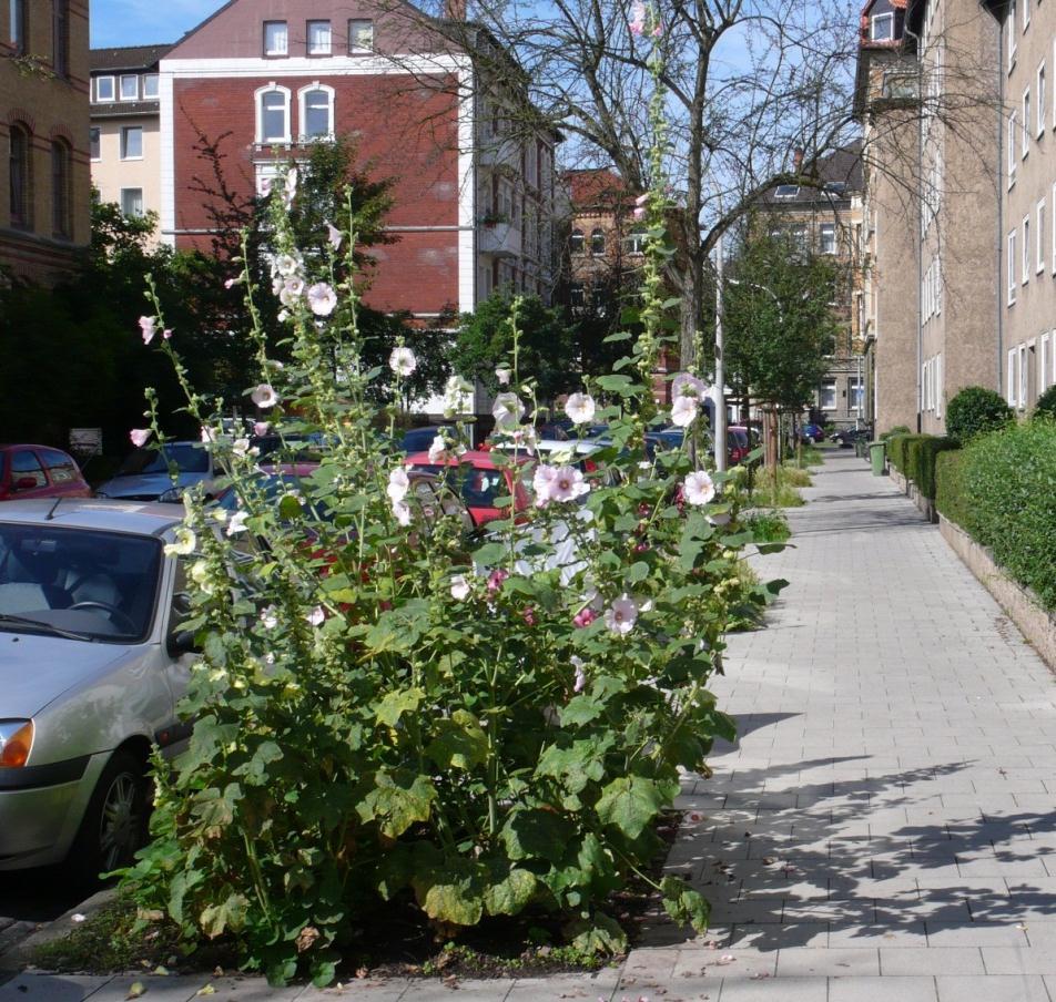 Baumscheiben werden oft von Anwohnern in eigener Regie bepflanzt ( Wildes Gärtnern, Guerilla Gardening ) In Braunschweig häufiger von Anwohnern gepflanzte Arten: Alcea rosea Agrostemma githago