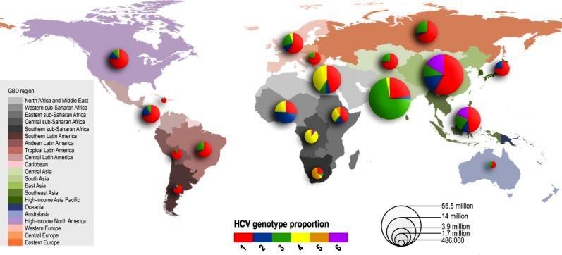 Hepatitis C Epidemiologie - Genotypen Deutschland 3% 0.