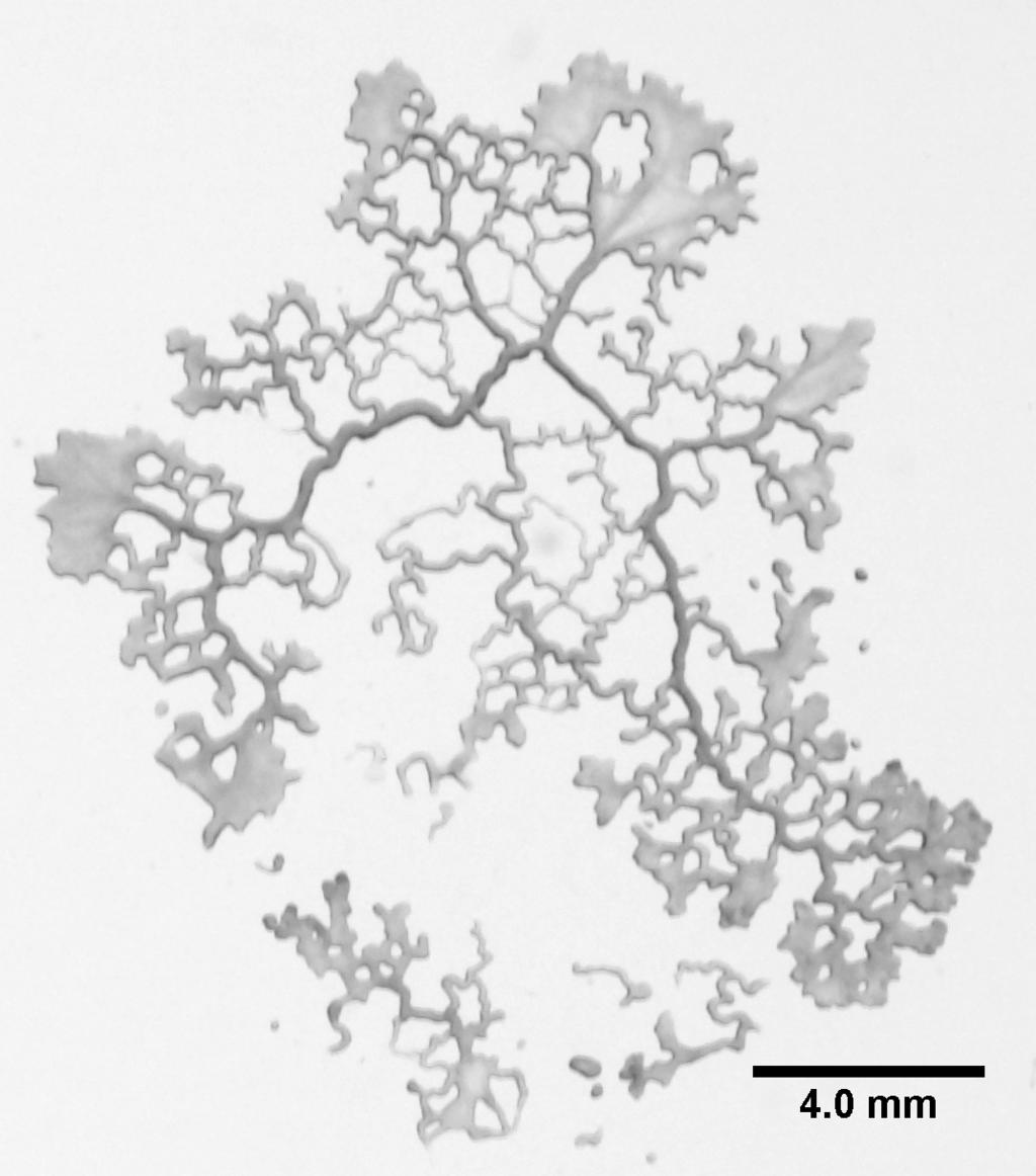 Zellkultur Abbildung 2.2: Lebenszyklus von Physarum polycephalum. Abbildung 2.3: Links: Makroplasmodium. Rechts: Mikroplasmodium.