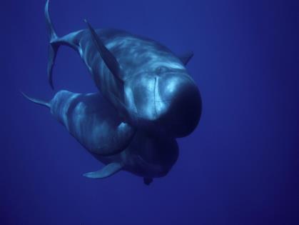 Ozeanische Woche Intensiv - Für alle, die MEER wollen Respektvolles Whale Watching mit einem Meeresbiologen Delfine, Wale und das Meer! Unser Meeresbiologe ist ein Botschafter der Meere.