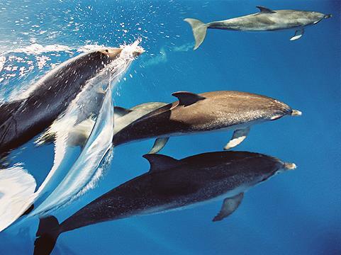 In den letzten Jahren wurden 23 verschiedene Wal- und Delfinarten vor La Gomeras Küsten gesichtet.