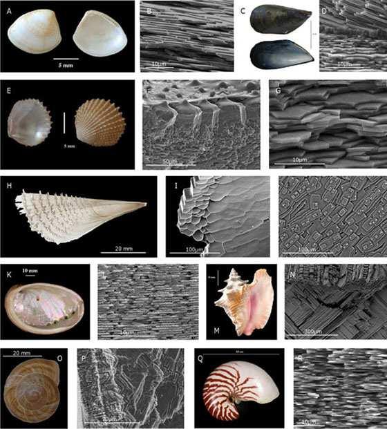 Stand der Technik 5 Abbildung 1: Einige Beispiele von Molluskenschalen und ihrer Mikrostruktur [Marin et al., 2012]. Das Bild K zeigt ein Seeohr (Haliotis) und damit das Material dieser Arbeit.