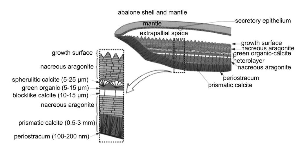 6 Stand der Technik Durch die große Ähnlichkeit des Perlmutts der Muscheln mit dem Perlmutt der Schnecken wird auch bei den Schneckenschalen eine Unterstruktur vermutet.