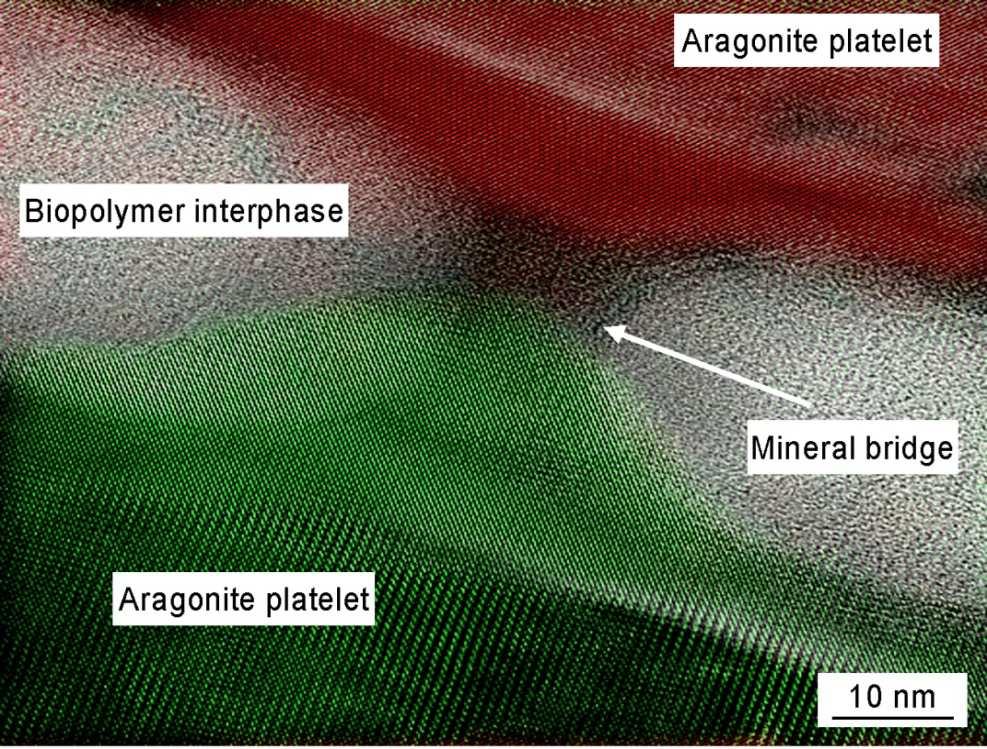 Die Aufnahme zeigt erneut die unterschiedliche Kristallorientierung der beiden durch die Mineralbrücke verbundenen benachbarten Aragonit-Plättchen und wird durch die Farben rot und grün kenntlich