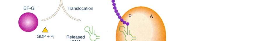 Peptidyltransferase 3.