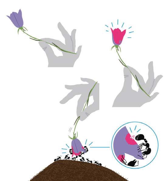 7 Sauer macht rot Blaue Blüten erröten, wenn man sie in einen Ameisenhaufen hält. Bitte beachte! Waldameisen stehen unter Naturschutz. Pass daher bitte auf, dass du ihren Haufen nicht beschädigst.