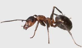 27 Sauer macht rot MEHR ZUM THEMA: Der ätzende Abwehrsaft der Ameisen Ameisen sind eng mit den Bienen und Wespen verwandt, und wie diese besitzen sie Giftdrüsen im Hinterleib.