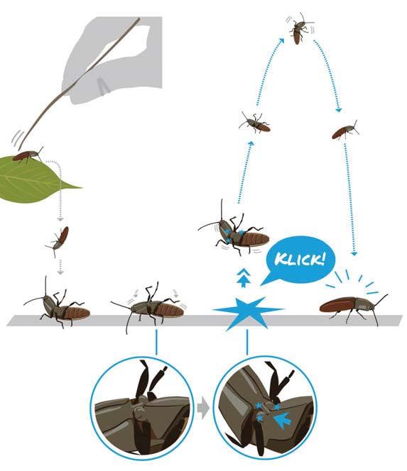 9 Der Käfer mit dem Klick -Trick! Schnellkäfer können sich bei Gefahr mit einem Klick in die Luft katapultieren. SO GEHT S: Drehe einen Schnellkäfer mit einem Grashalm vorsichtig auf den Rücken, z.b. indem du ihn von seinem Sitzplatz auf eine darunterliegende Ebene streifst (1).
