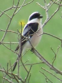 Nandi & AKBW: Seltene Vogelarten in Baden-Württemberg 2015 121 Abbildung 7. Schwarzstirnwürger Lanius minor (M) am 14.05.