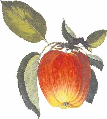 von Jörg Wacker Friedrich der Große liebte frisches Obst. Kirschen, Pfirsiche, Tafeltrauben und Ananas gehörten zu seinen Lieblingsfrüchten, die er sich auch etwas kosten ließ.