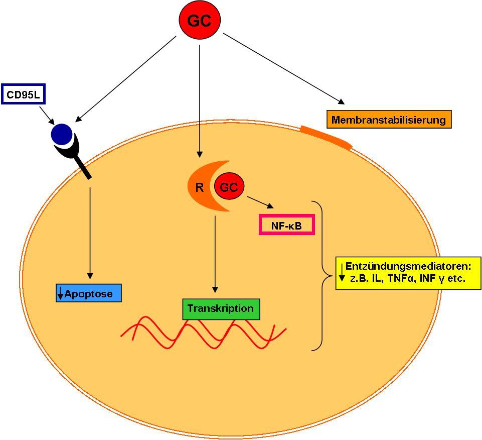 Membranstabilisierung des Endothels, die einer endothelialen Dysfunktion 167, 168, 171, 172, 216-224 entgegenwirkt. (Abbildung 6) Abbildung 6: Zelluläres Modell der Glucocorticoidwirkung.