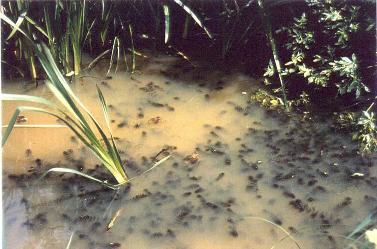 Empfehlungen für Grabentypen Elodea canadensis und Ceratophyllum demersum vermehren sich in Schleswig-Holstein ausschließlich vegetativ, indem neue Pflanzen aus Bruchstücken hervorgehen.