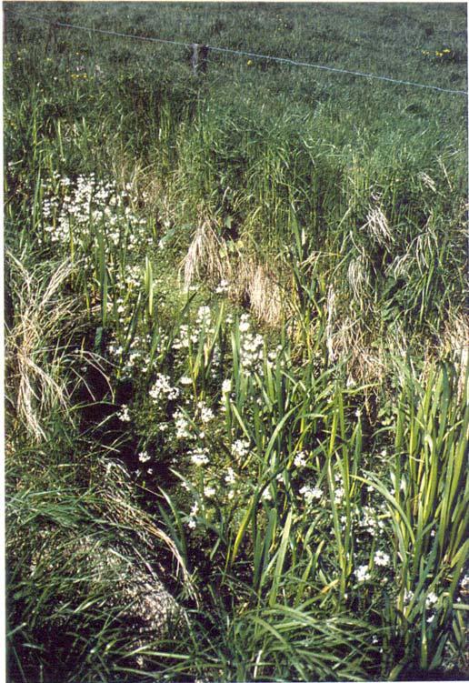 Empfehlungen für Grabentypen In Quellwasser-beeinflußten Gräben am Übergang zwischen Geest und Marsch können in Frühstadien der Sukzession gefährdete Arten wie Ranunculus hederaceus (RL 2) und