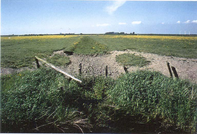 Typische Probleme Foto 6: Verfüllter Graben in Hattstedter Neuenkoog. Auch in breiten Gräben fördert das stetige Niedertreten der Böschungen die Verlandung.