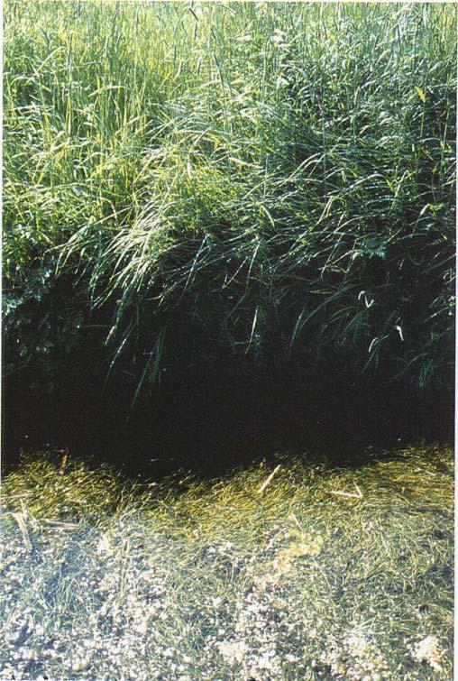 Typische Probleme Foto 9: Bereits bei sehr geringen Flurabständen der Wasserfläche macht sich der Schattenwurf der Grabenböschungen auf die Makrophyten bemerkbar. Der Schattenbreich der ca.