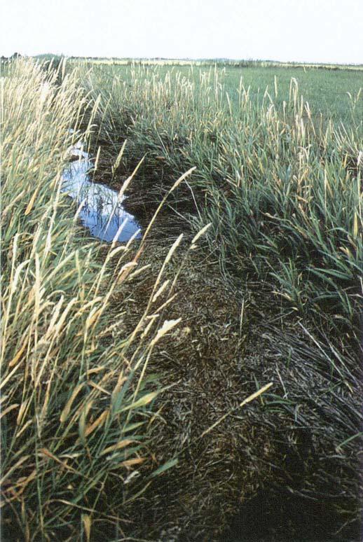 Typische Probleme Foto 10: Mit verottender Streu des Rohr- Glanzgrases (Phalaris arundinacea) verstopfter Graben im Modellgebiet Dacksee.