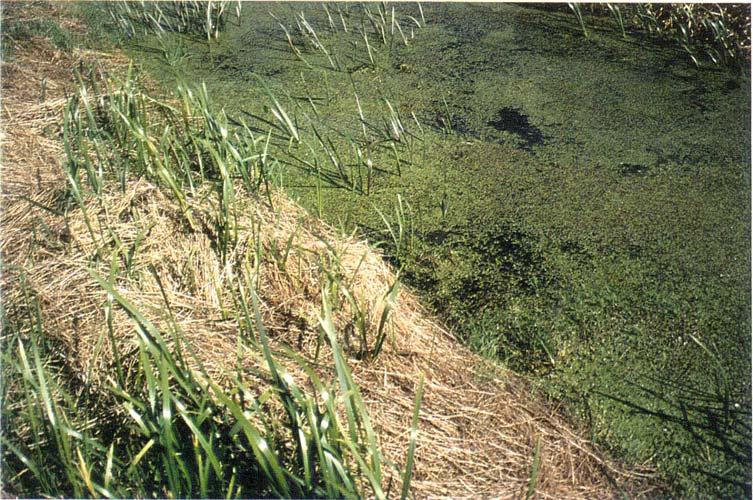 Typische Probleme In Einzugsgebieten mit hohen Anteilen an intensiv genutzten Flächen sind die meßbaren Nährstoffgehalte des Grabenwassers höher als bei dominanter extensiver Nutzung.