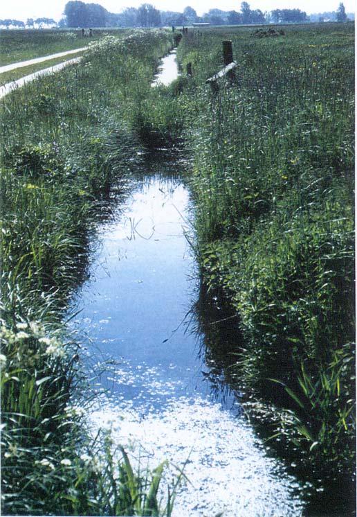 Typische Probleme Alljährliche und tiefgreifende Räumungen führen zur Verarmung der submersen Vegetation. In den meisten Fällen breiten sich geschlossene Teich- und Wasserlinsen- Decken aus.